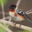 Bay-breasted Warbler